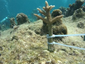 36434290_1798081536906585_1271019434365943808_n