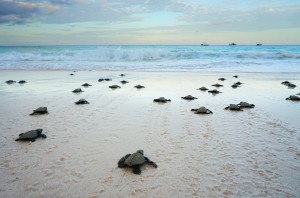 ウミガメ　ボラカイ