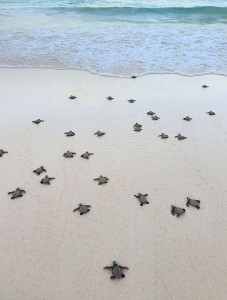 ウミガメ　ボラカイ　サンライズ