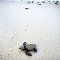 送迎 ウミガメ ボラカイ